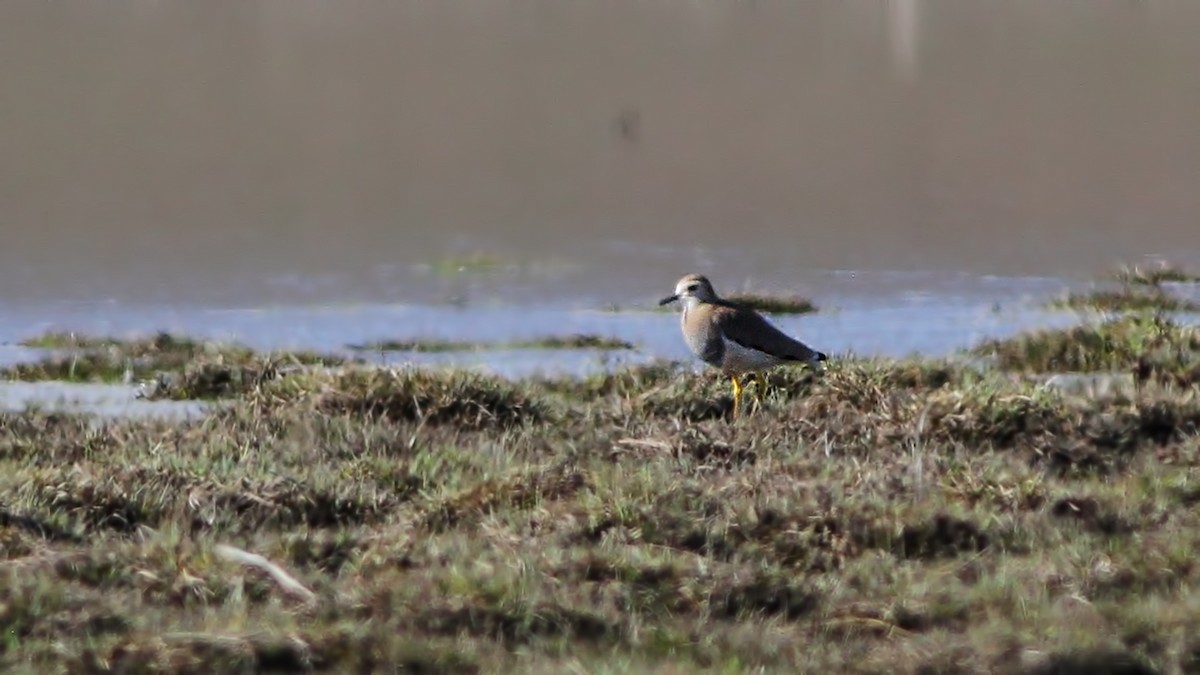 White-tailed Lapwing - ML616773350