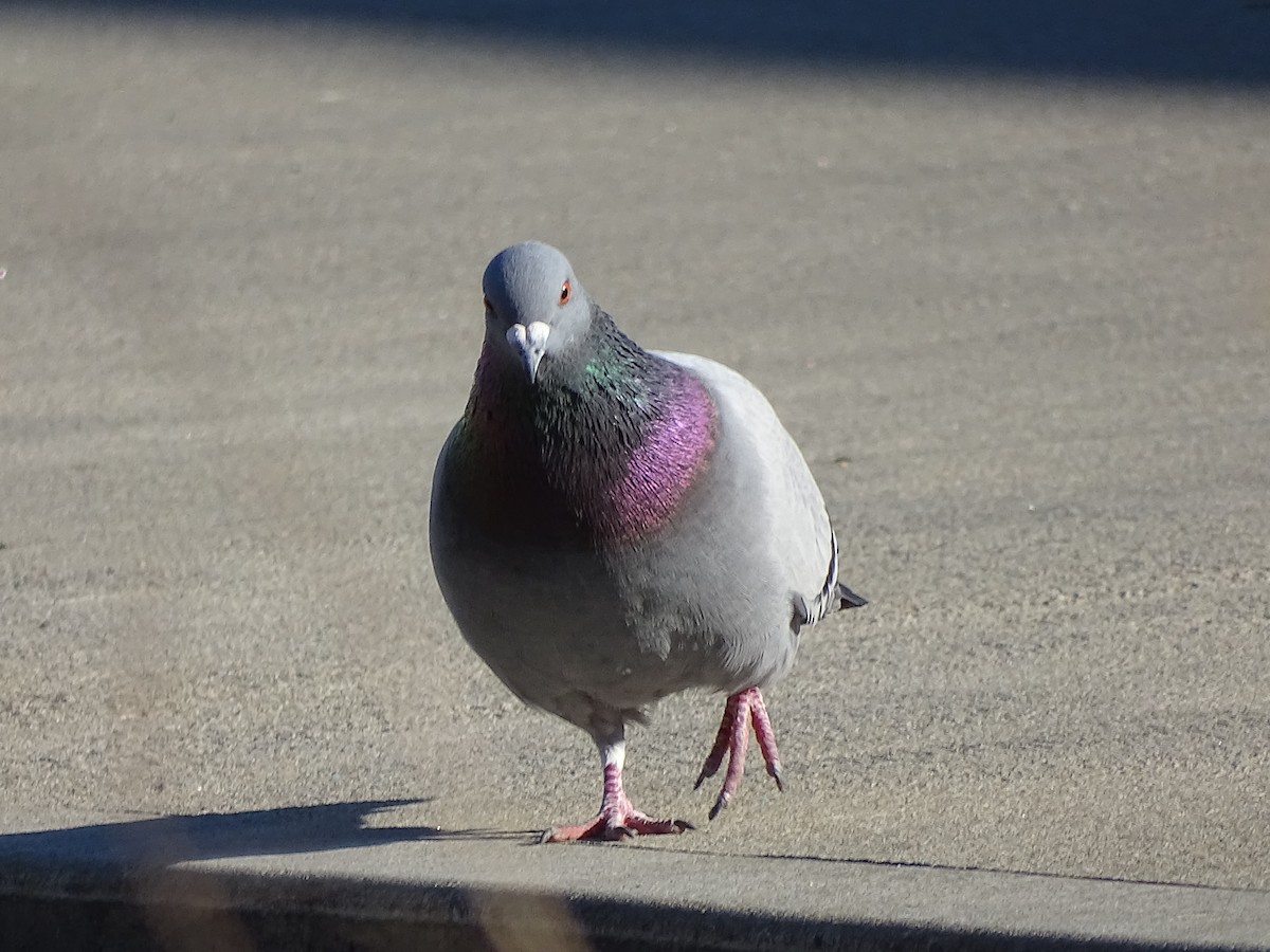 Rock Pigeon (Feral Pigeon) - ML616773385
