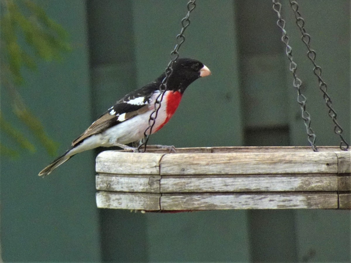 Rose-breasted Grosbeak - ML616773390