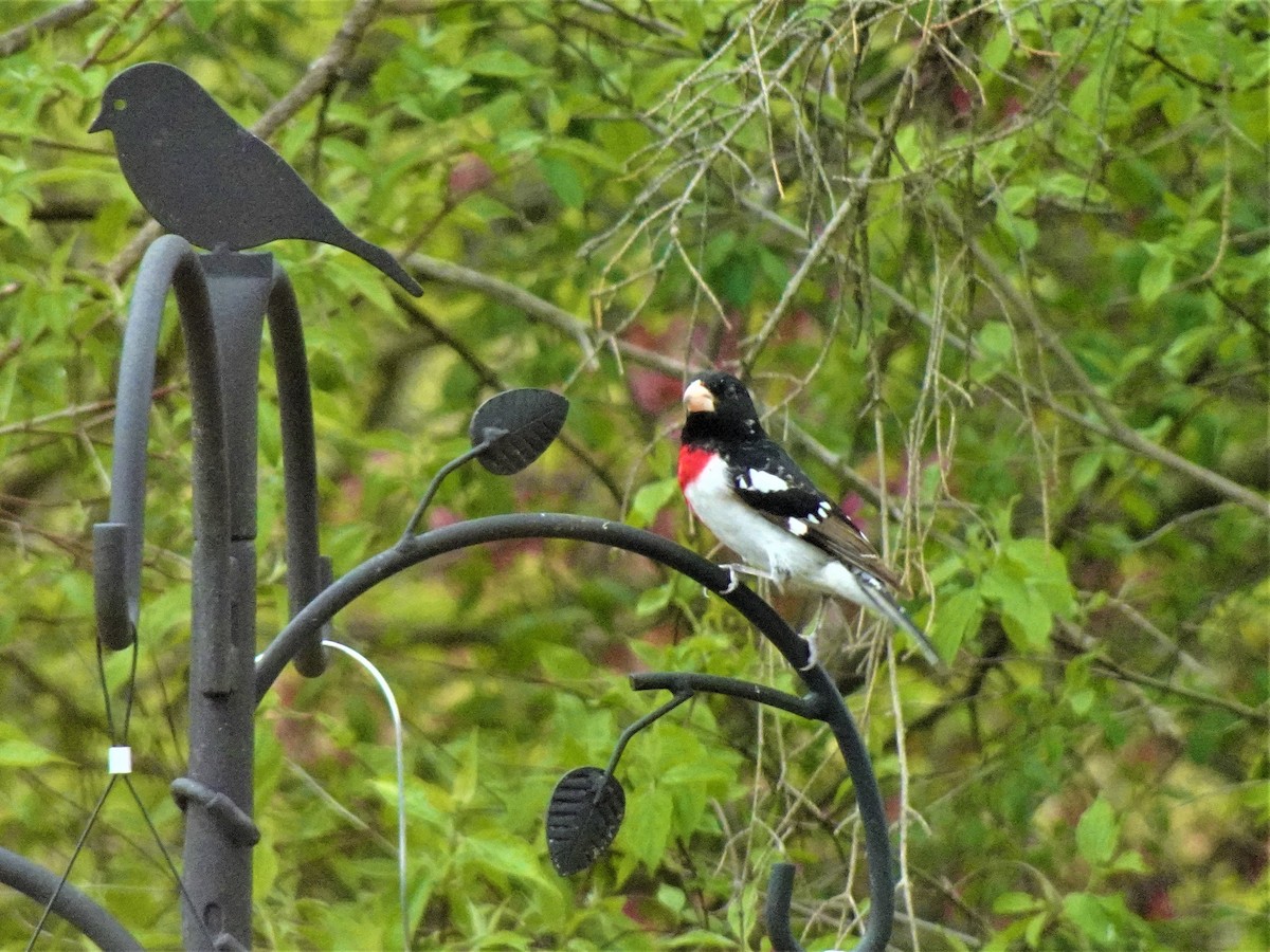 Rose-breasted Grosbeak - ML616773391