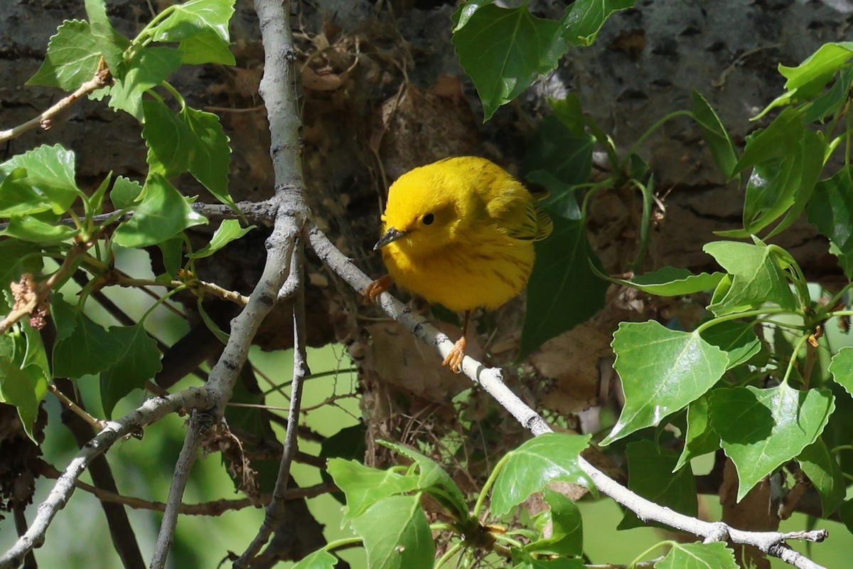 Yellow Warbler - Andy Bridges