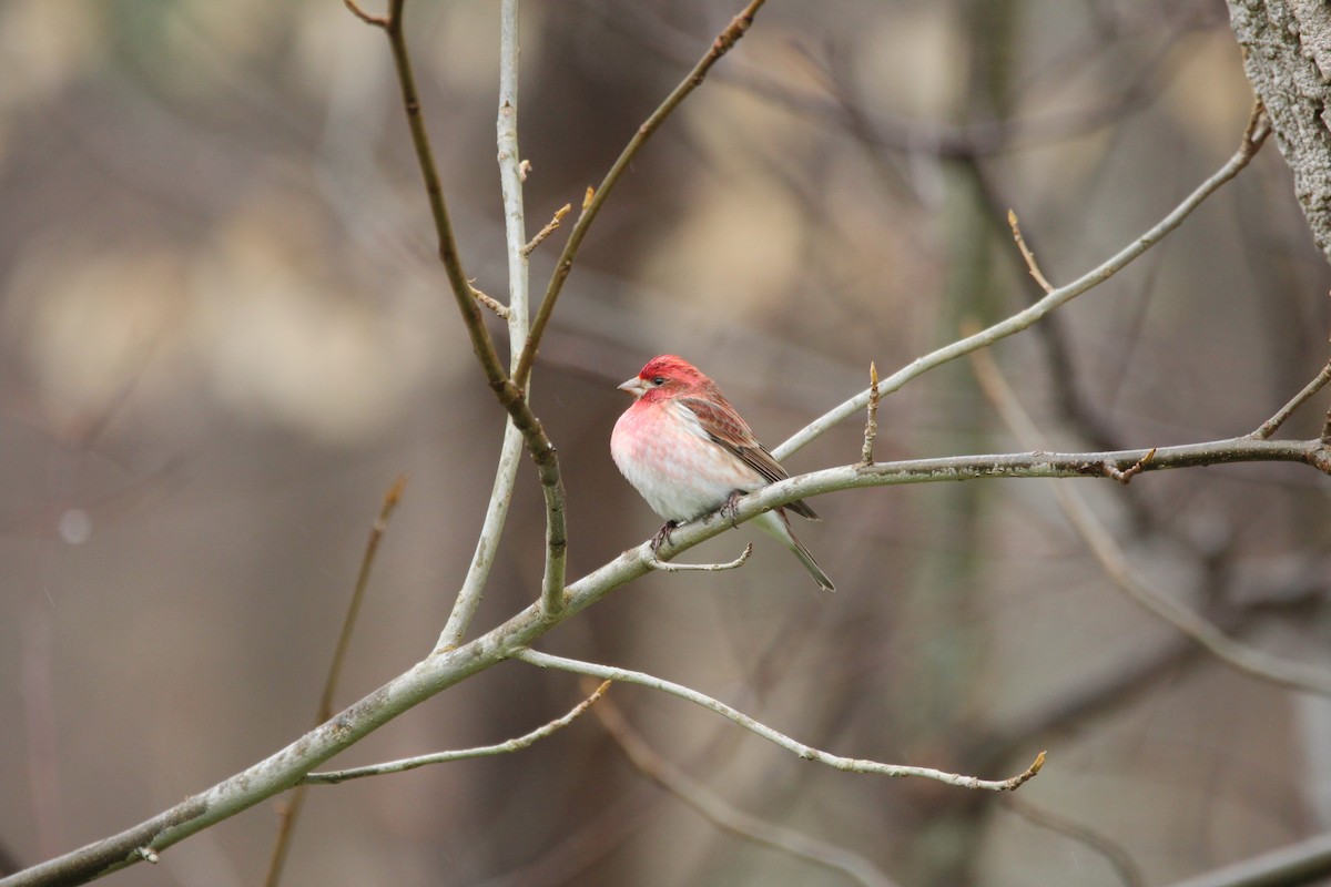 Purple Finch - ML616773459