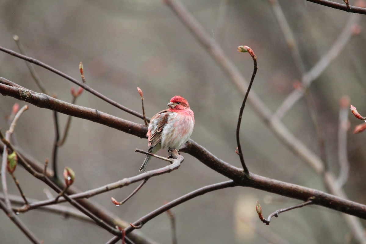 Purple Finch - ML616773460