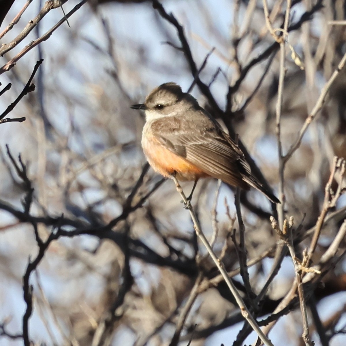 Vermilion Flycatcher - Andy Bridges