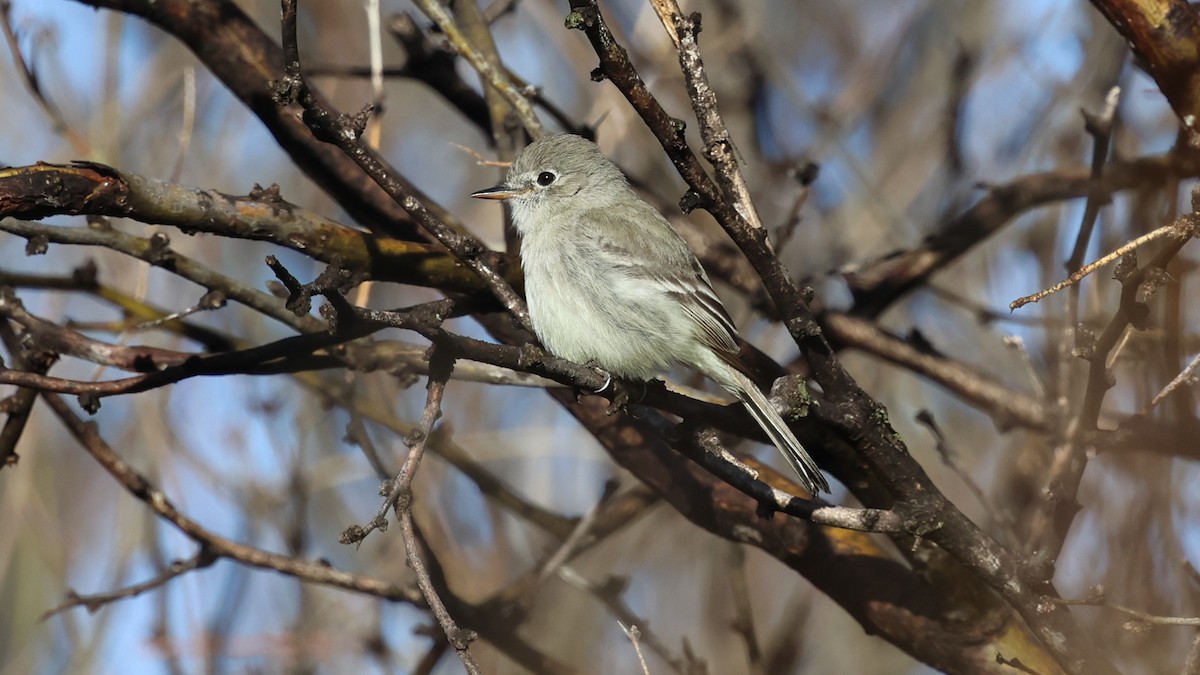 Gray Flycatcher - Andy Bridges