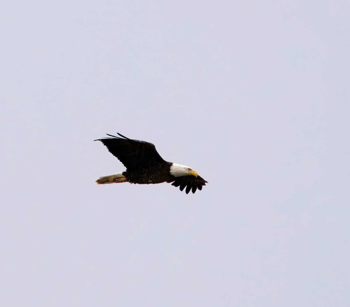 Bald Eagle - ML616773471