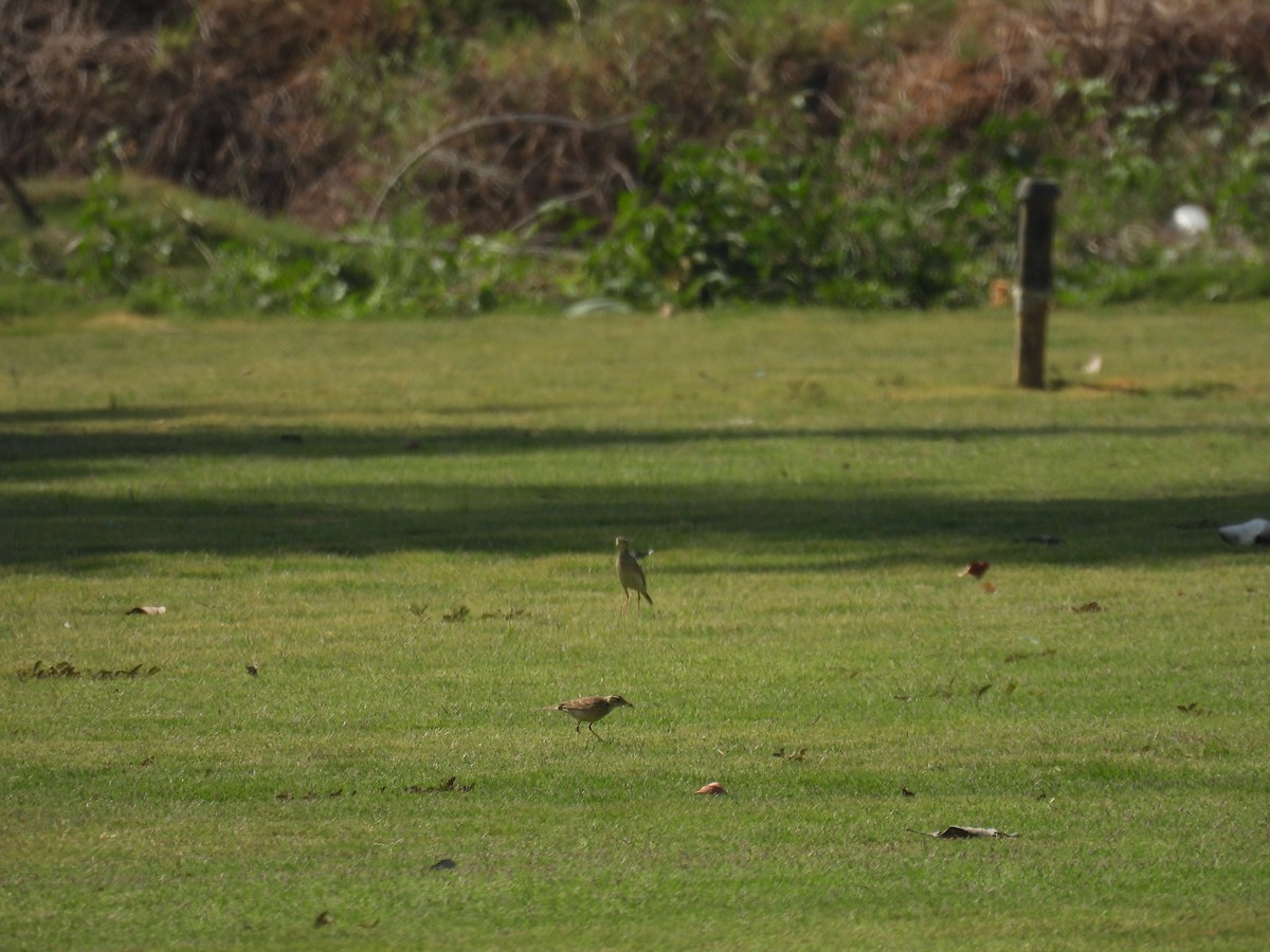 Paddyfield Pipit - Praveen Tangirala