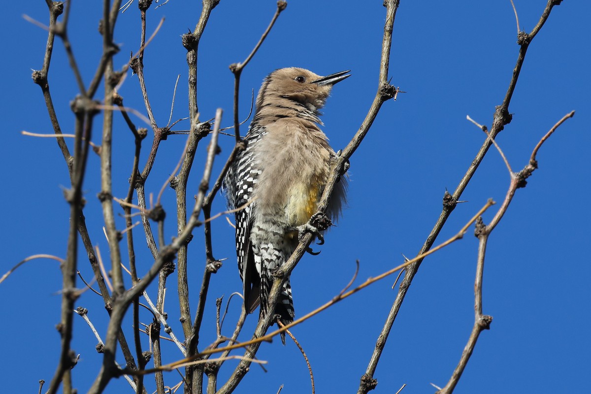 Carpintero de Gila - ML616773481