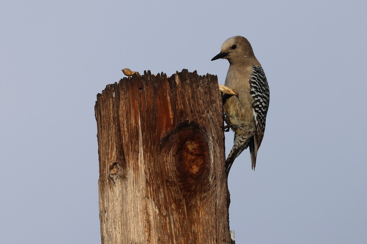 Gila Woodpecker - ML616773482