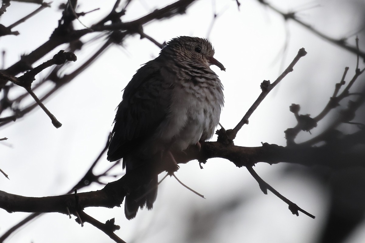 Common Ground Dove - Andy Bridges