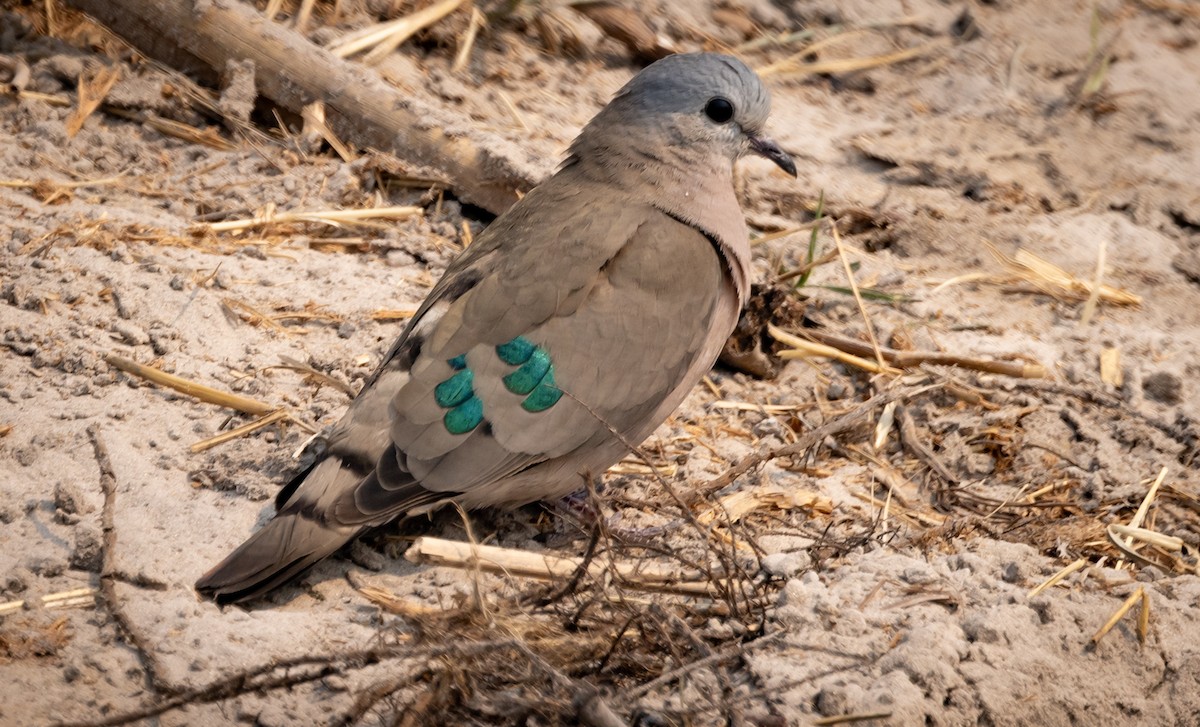 Emerald-spotted Wood-Dove - ML616773540