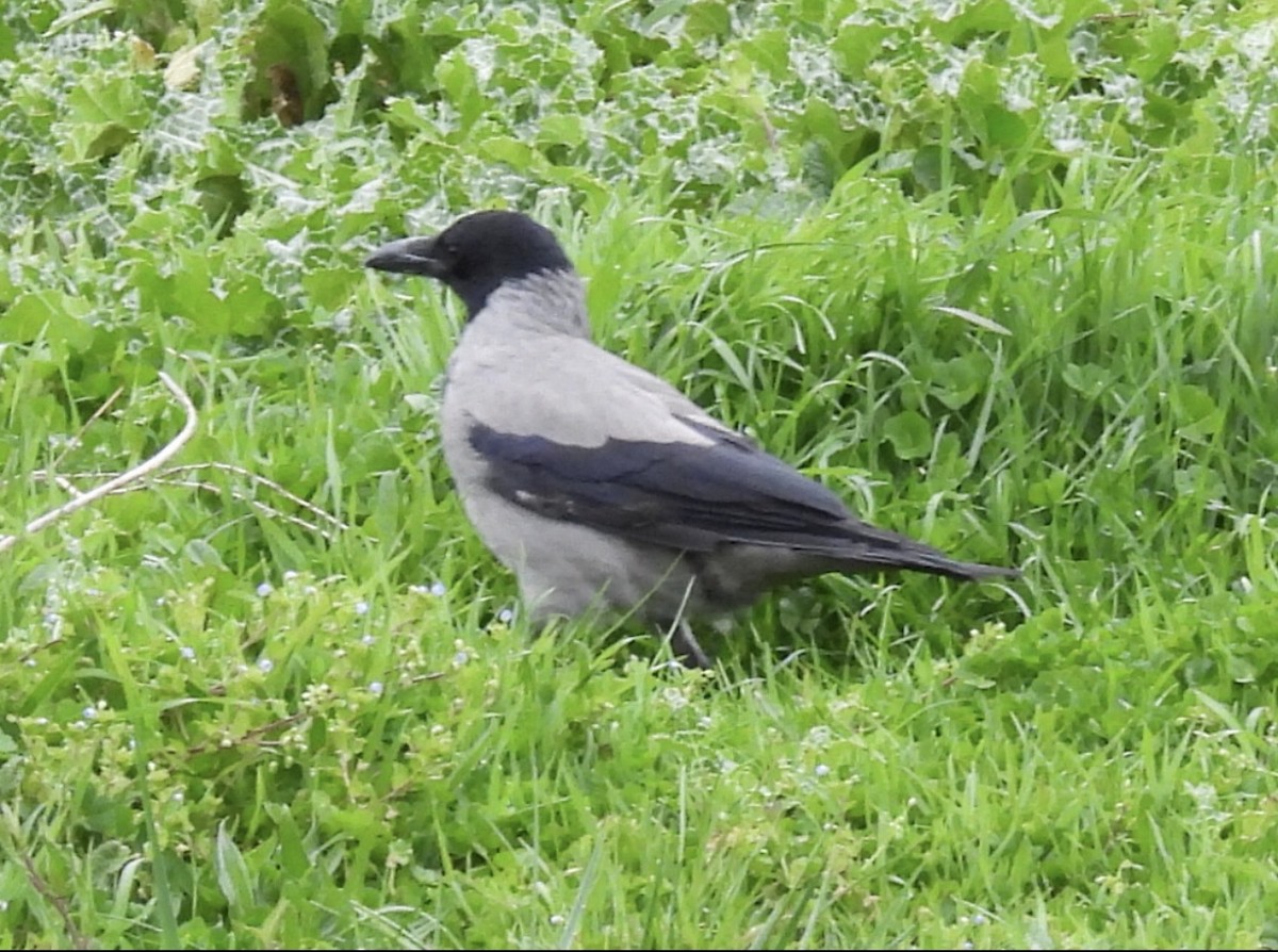 Hooded Crow - ML616773548