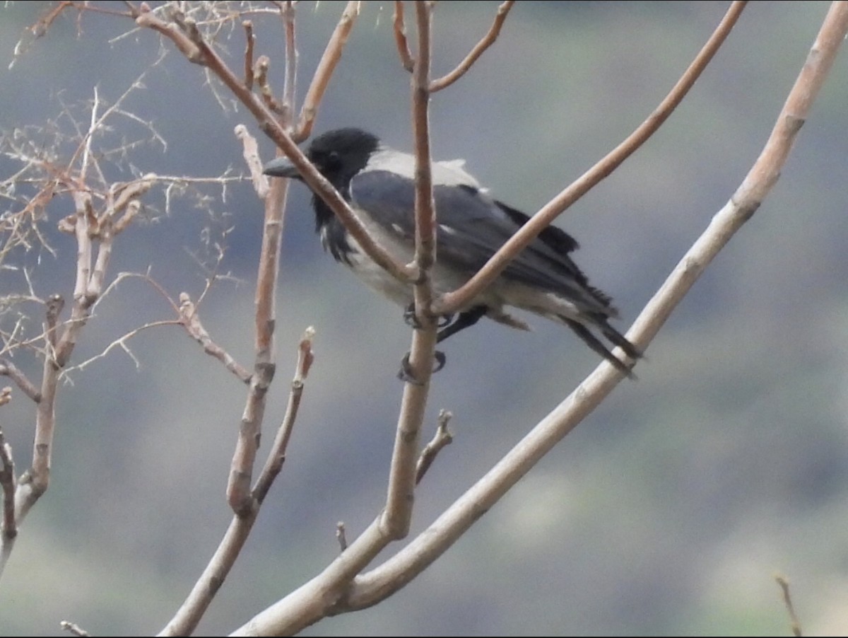 Hooded Crow - ML616773549