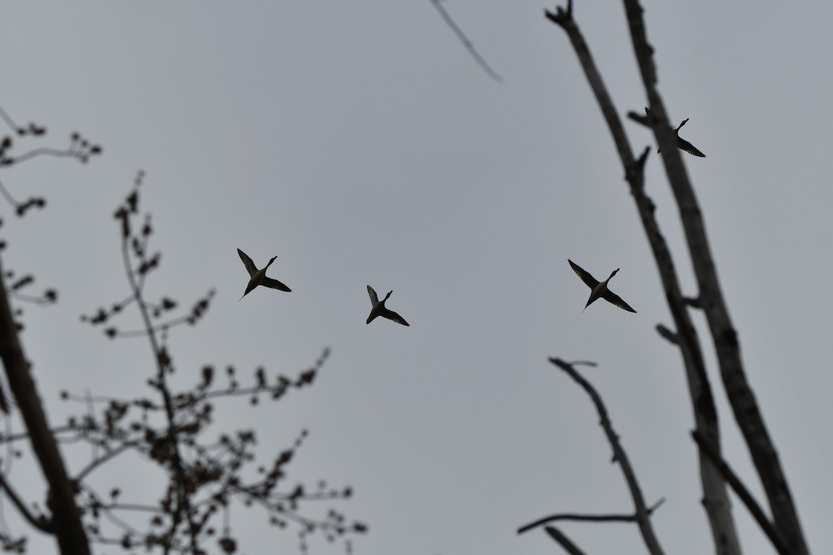 Northern Pintail - ML616773572