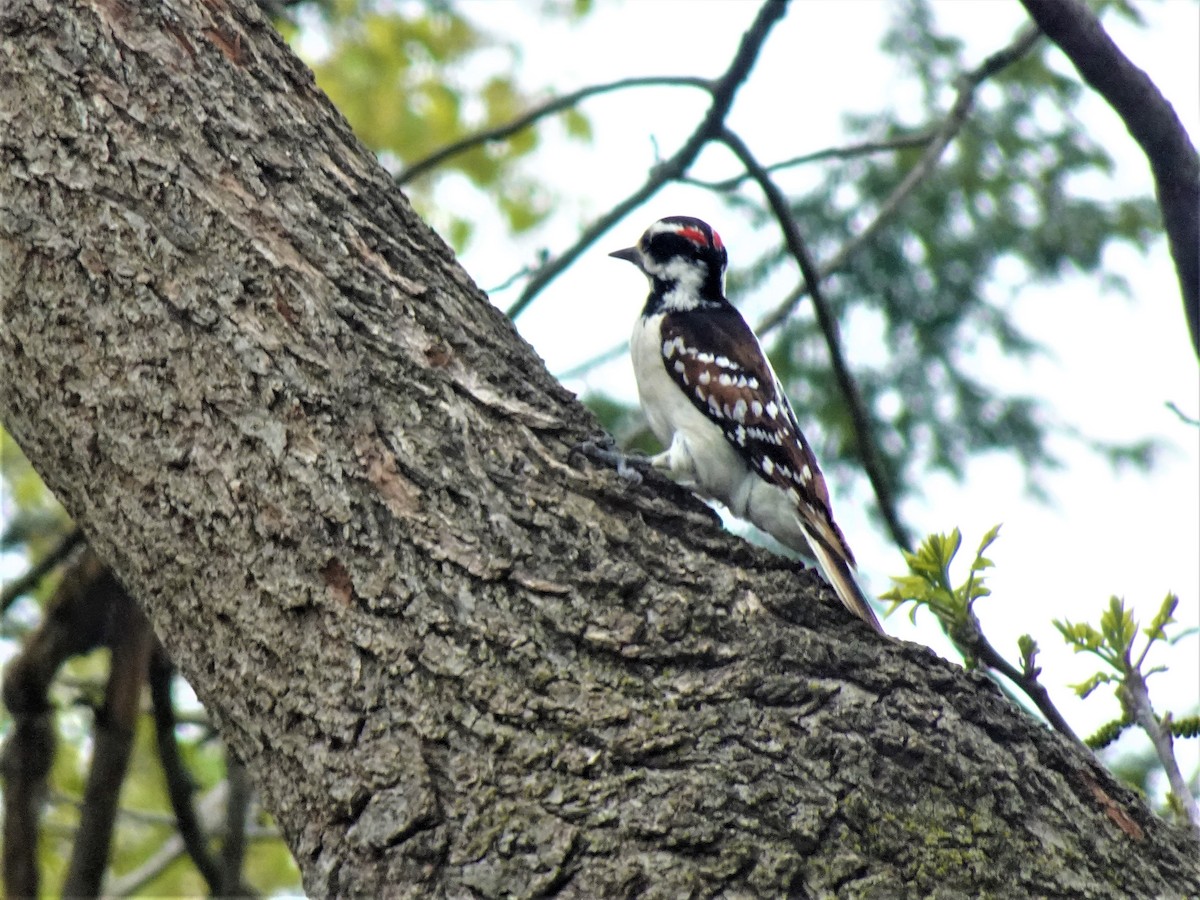 Downy Woodpecker - ML616773576