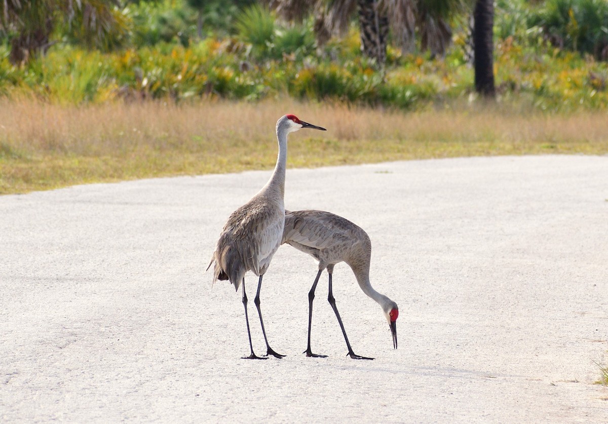 Sandhill Crane - Vicki Bachner