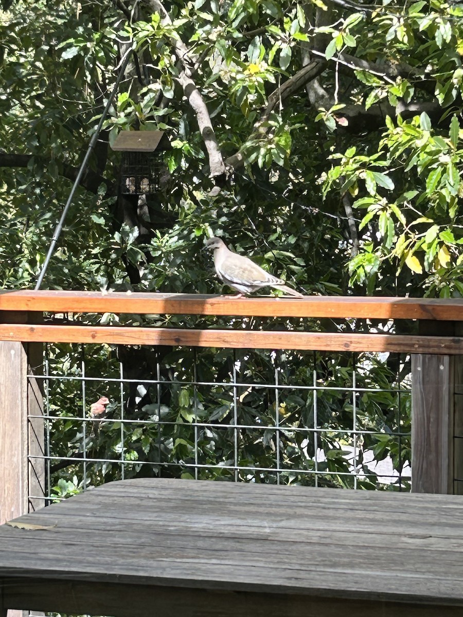 White-winged Dove - ML616773602