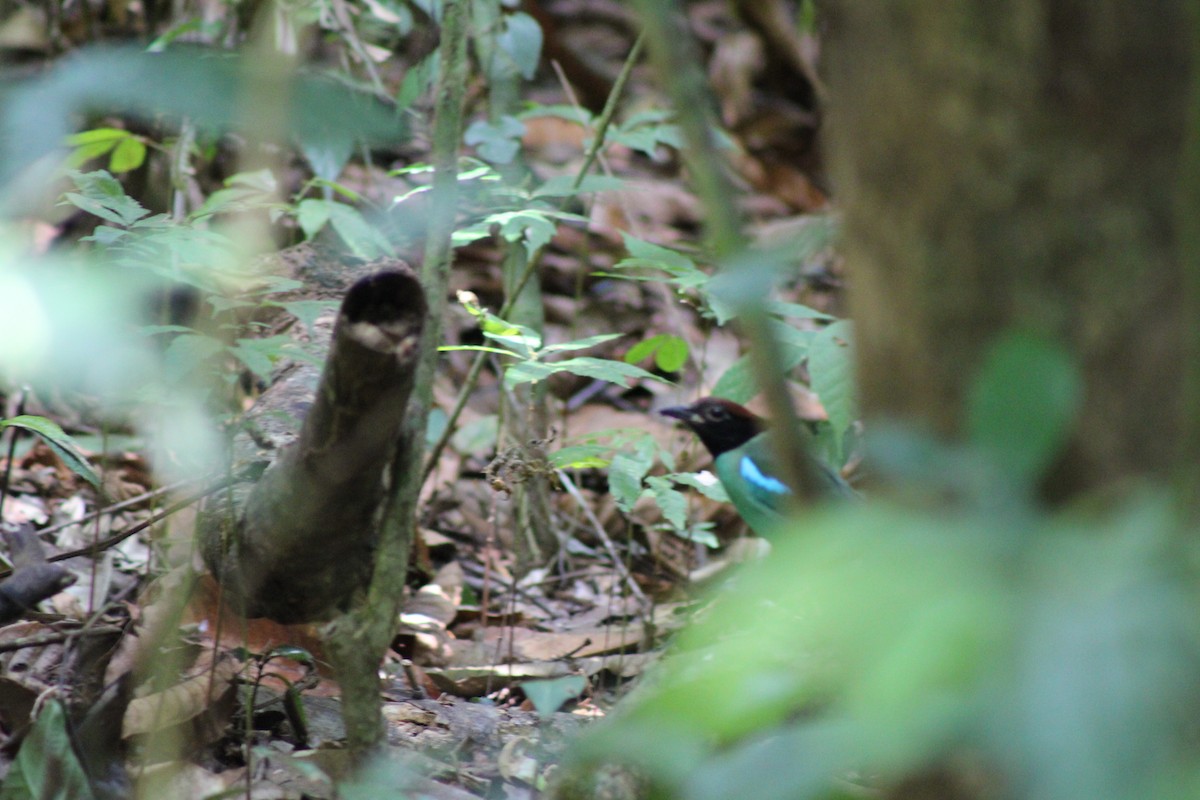 Western Hooded Pitta - ML616773627