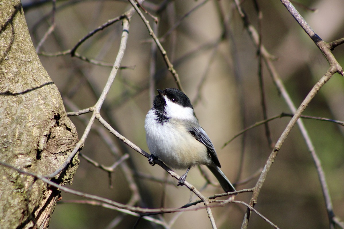 Black-capped Chickadee - ML616773653