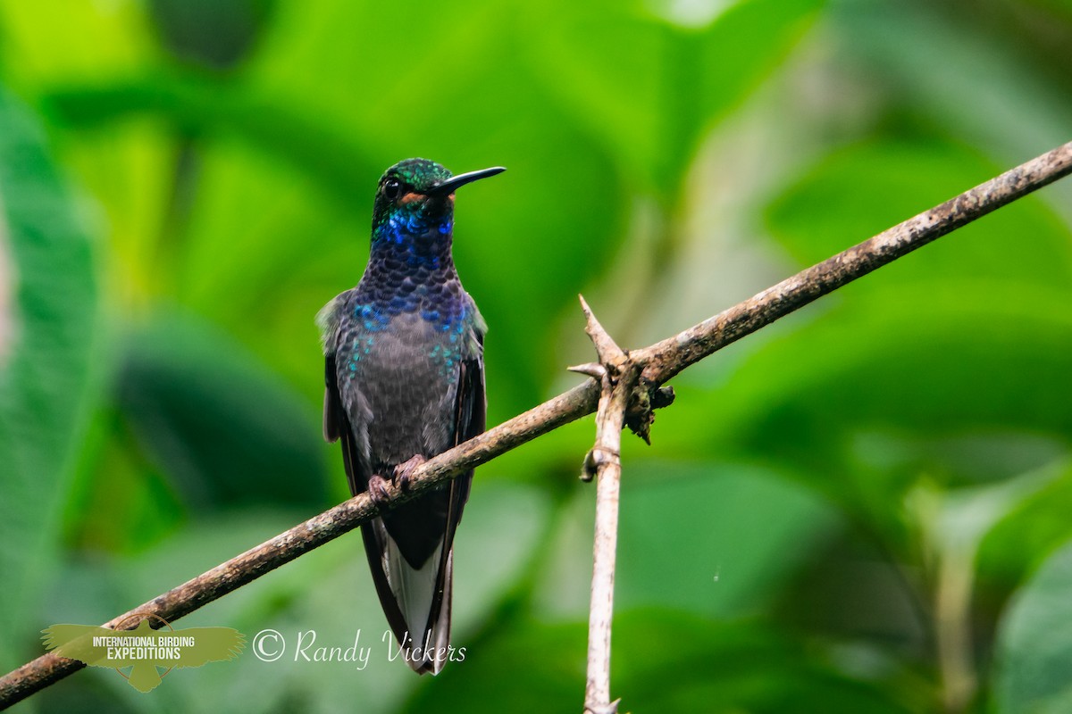 Green-backed Hillstar - Randy Vickers