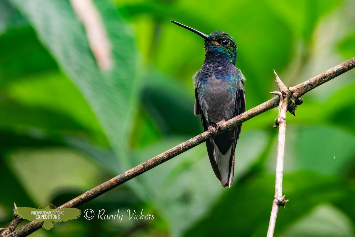 Colibrí de Bouguer Oriental - ML616773663