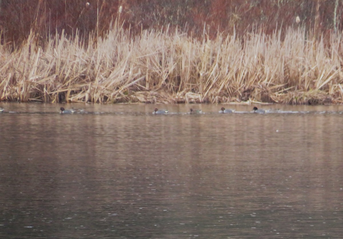 Green-winged Teal - John Haas