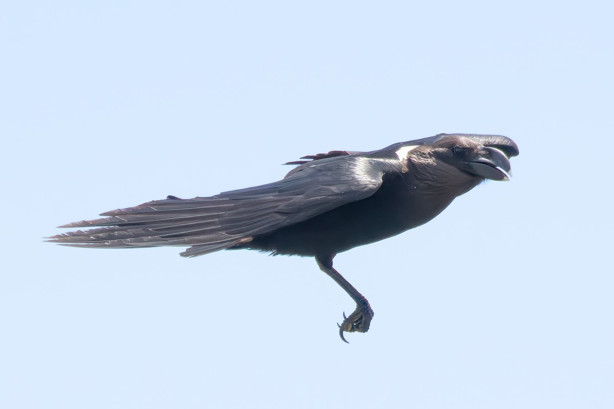 Corbeau à nuque blanche - ML616773769