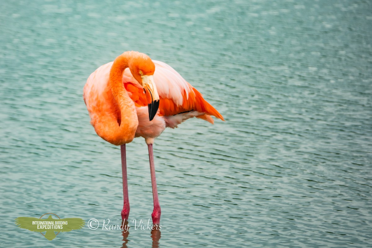 American Flamingo - ML616773785