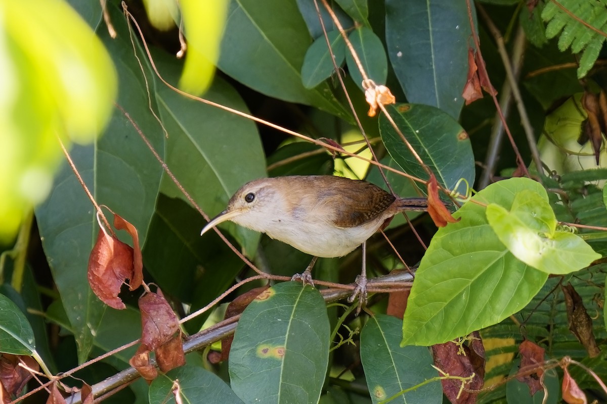 Troglodyte familier (mesoleucus) - ML616773789