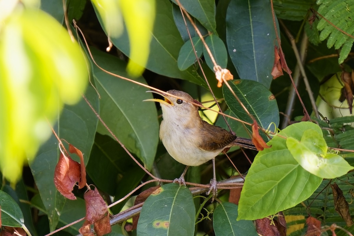 House Wren (St. Lucia) - ML616773790