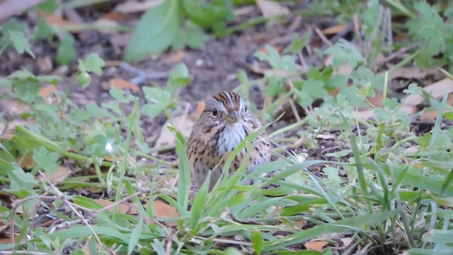 Lincoln's Sparrow - ML616773803