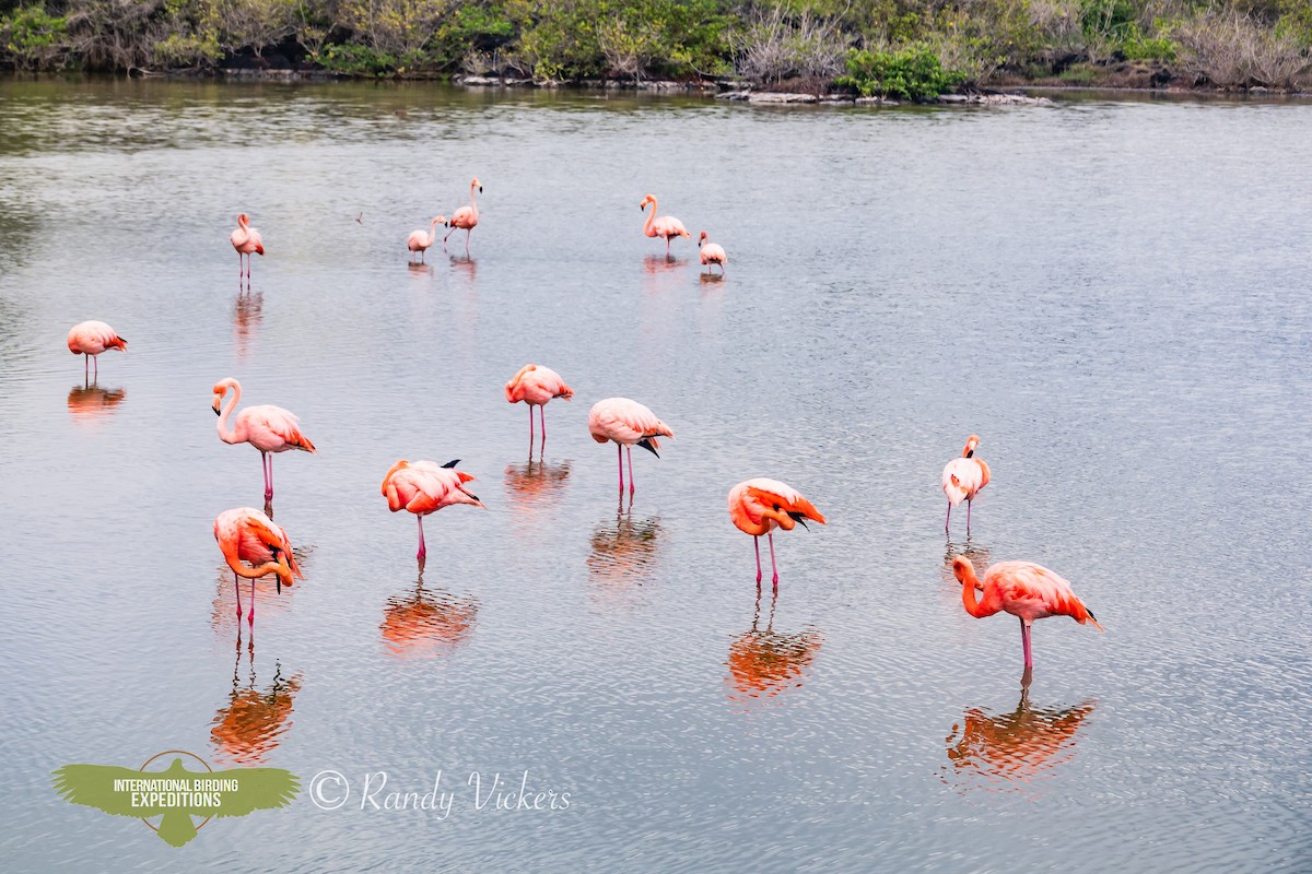 American Flamingo - ML616773827