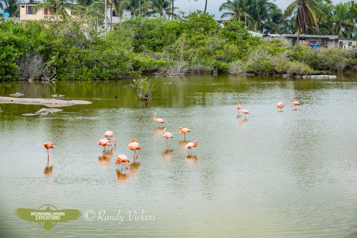 American Flamingo - ML616773828