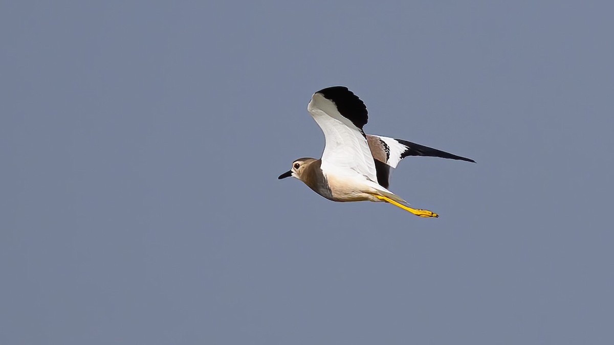 White-tailed Lapwing - Ogün Aydin