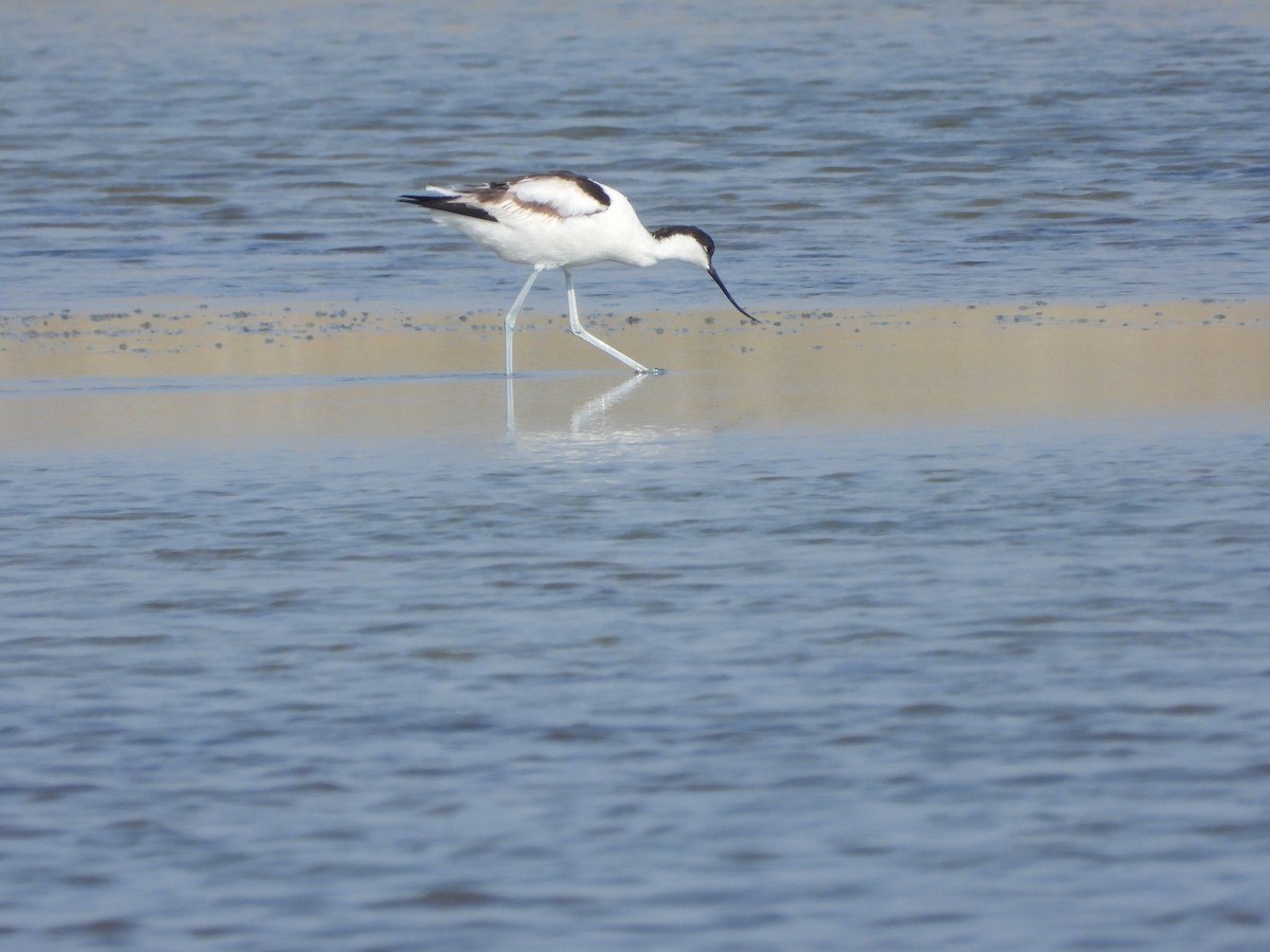 Pied Avocet - ML616773834