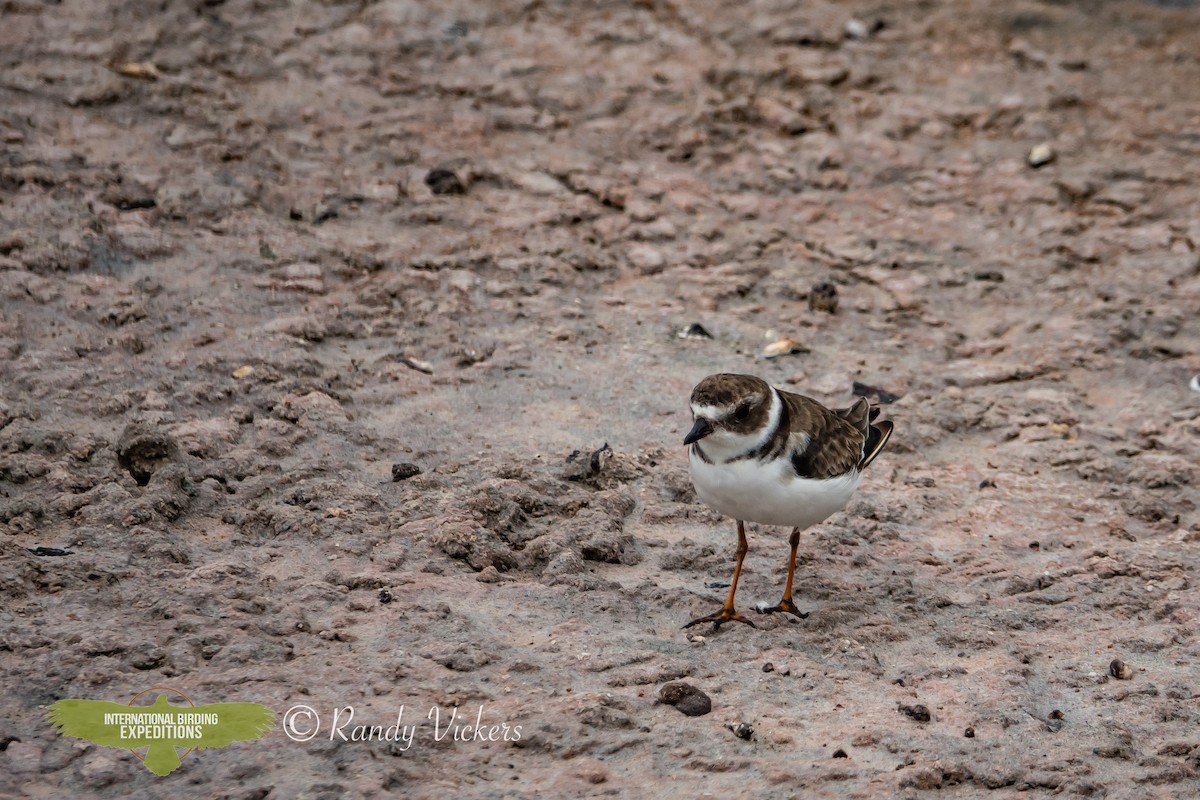 Semipalmated Plover - ML616773839