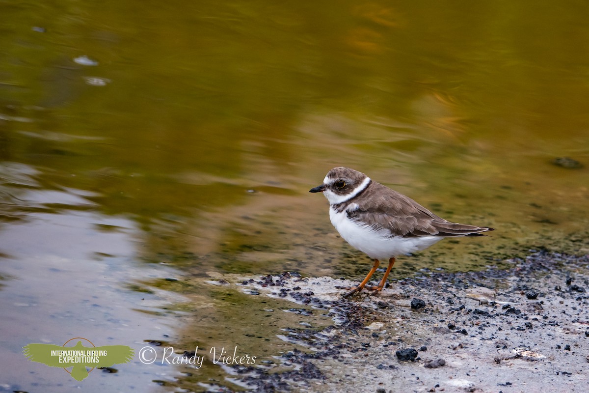 Semipalmated Plover - ML616773840