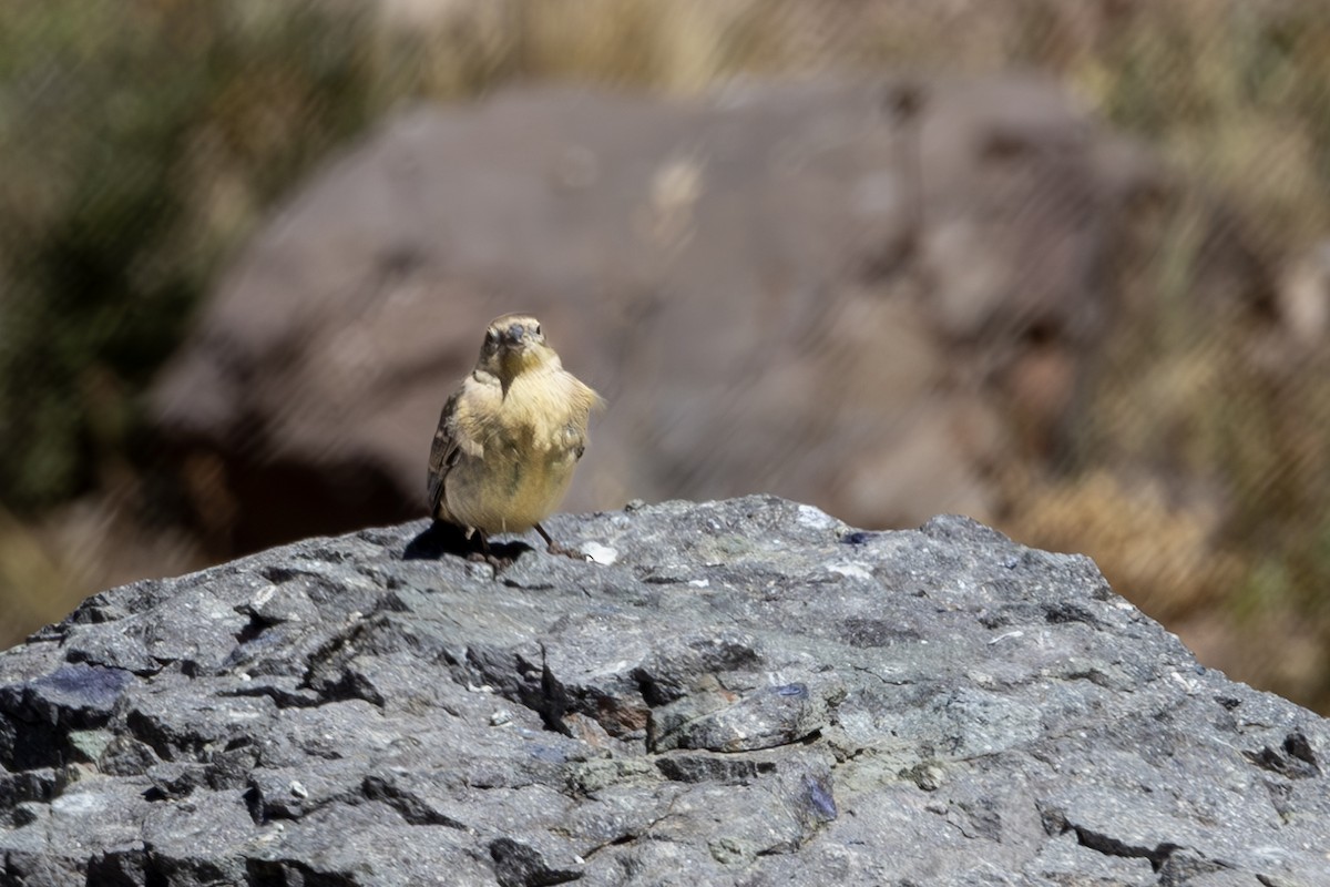 Greater Yellow-Finch - Eric Wolfe