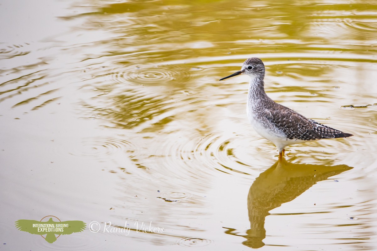 Lesser Yellowlegs - ML616773851