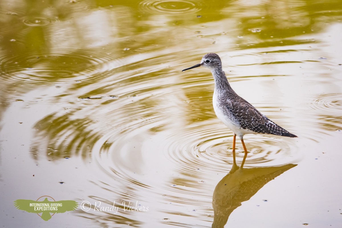 Lesser Yellowlegs - ML616773852