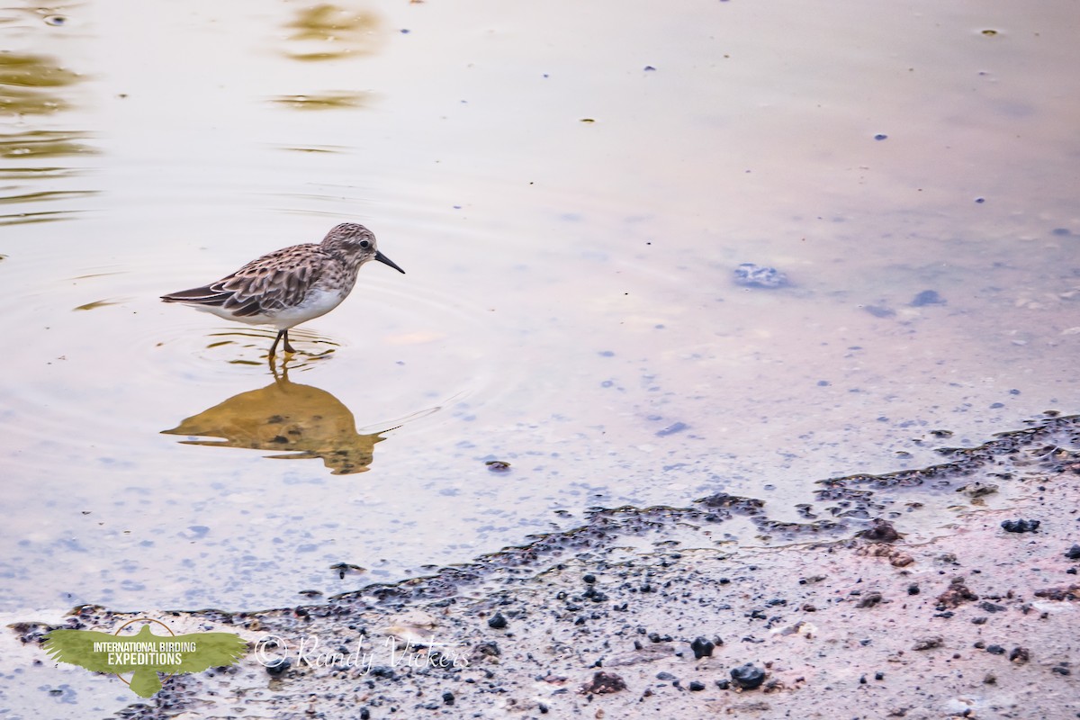 Least Sandpiper - ML616773856