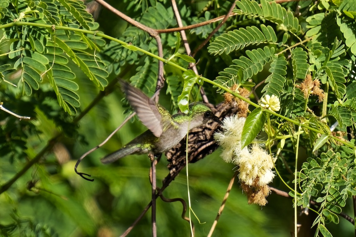 Хохлатый колибри (exilis) - ML616773866