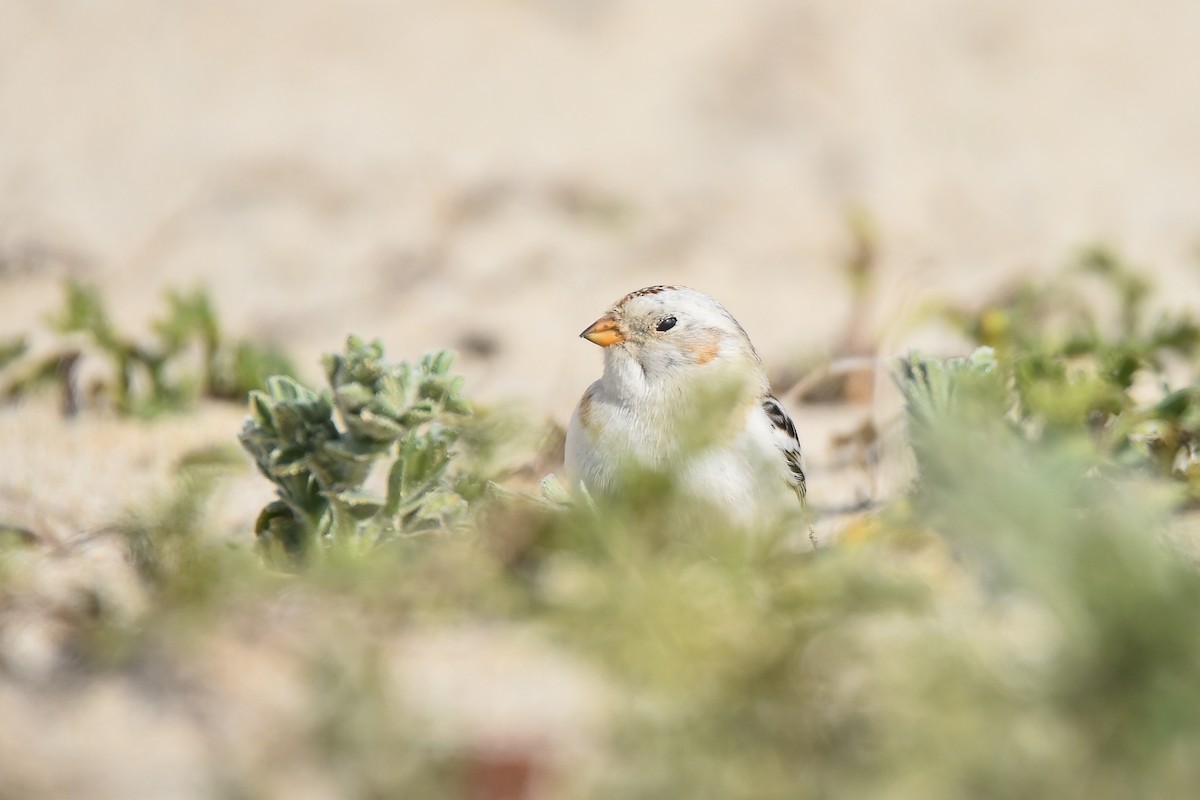 Snow Bunting - ML616773880