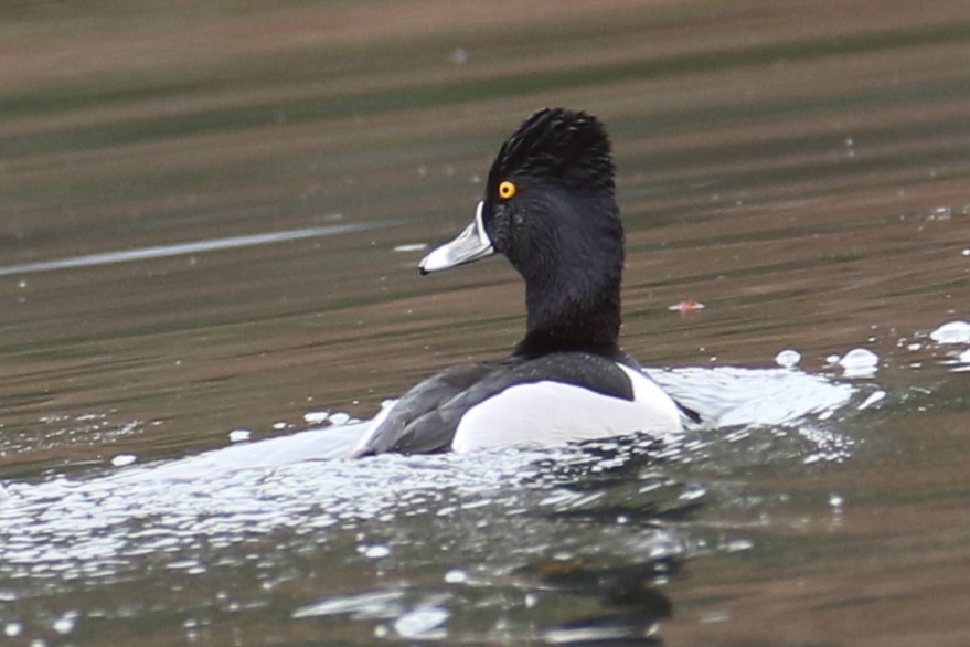 Ring-necked Duck - ML616773905