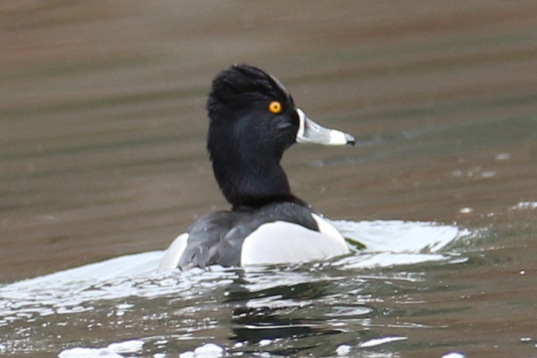 Ring-necked Duck - ML616773909