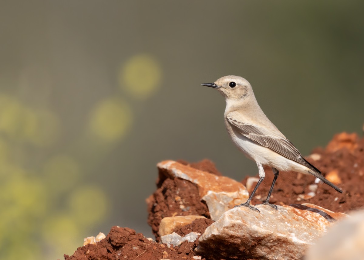 Desert Wheatear - ML616773928