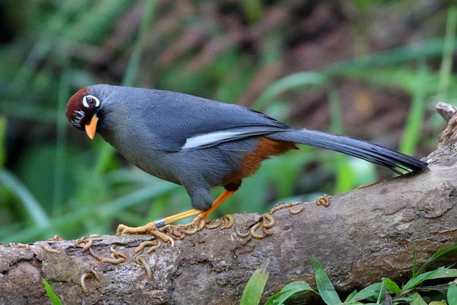 Chestnut-capped Laughingthrush - Robert Dolezal