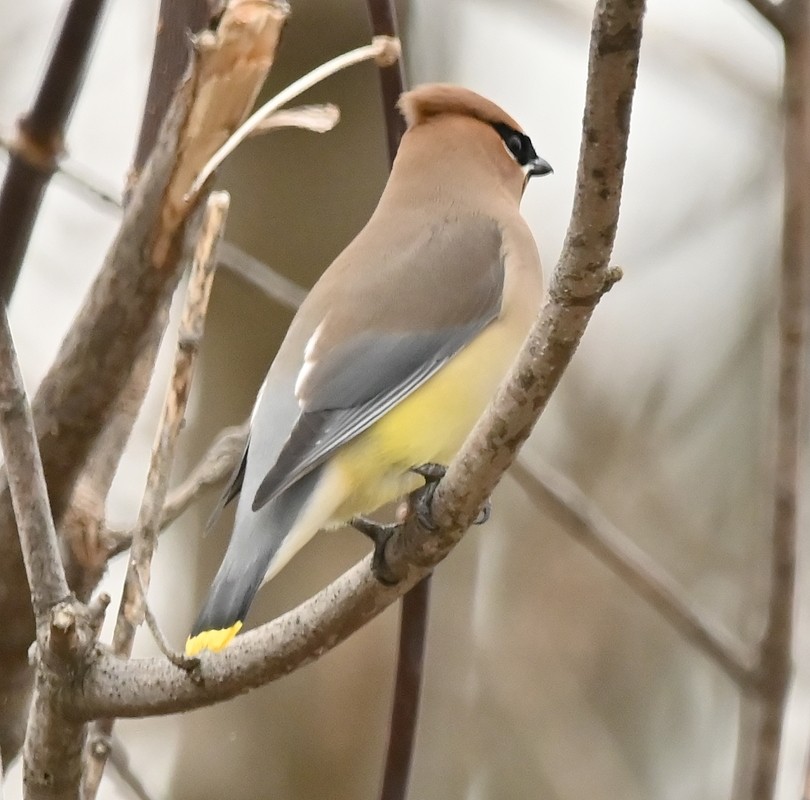 Cedar Waxwing - ML616773931