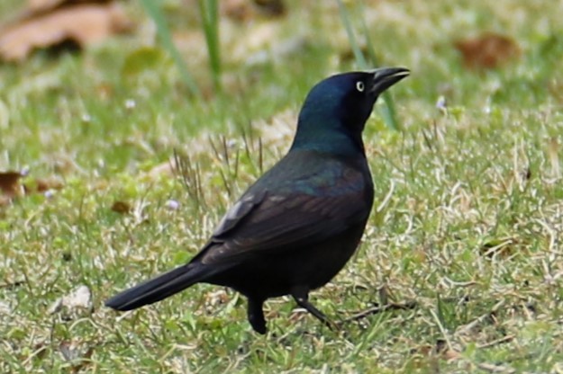 Common Grackle - ML616773945