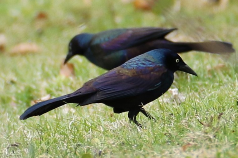 Common Grackle - ML616773949